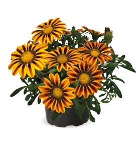 Гацания жестковатая (Gazania rigens) Zany Orange Flame, 100 семян