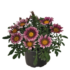 Гацания жестковатая (Gazania rigens) Zany Pink, 100 семян