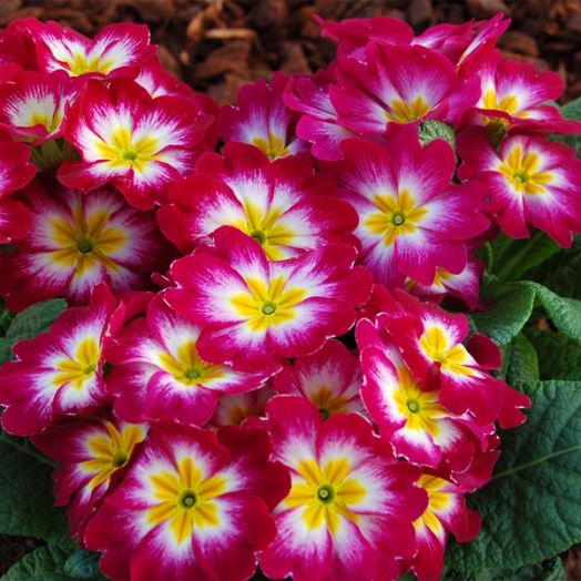 Примула бесстебельная (Primula acaulis) Pioneer burgundy flame, 50 семян