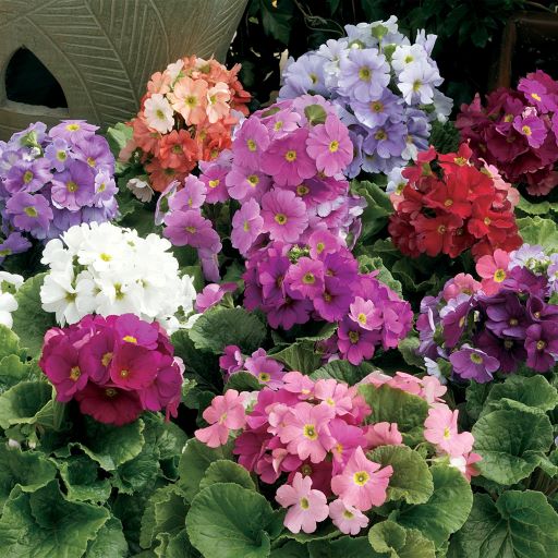 Примула обконика (Primula obconica F1) Libre Mix, 50 семян