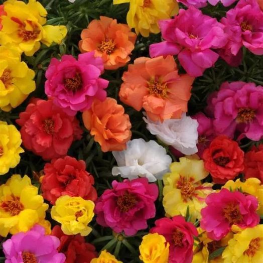 Портулак крупноцветковый (Portulaca grandiflora) Happy Hour Mix, 50 мультидраже