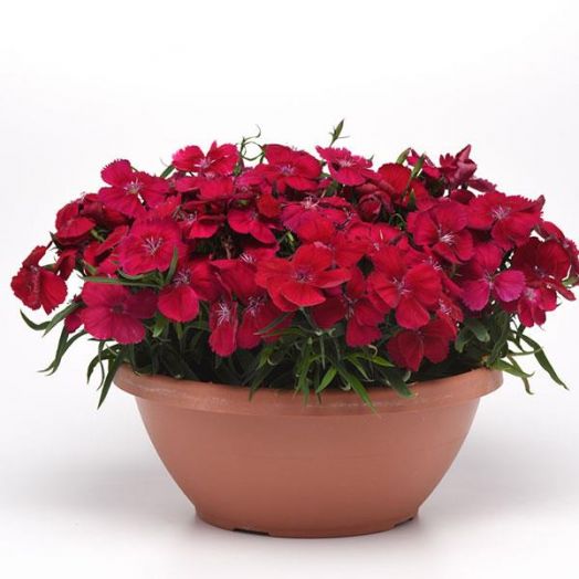 Гвоздика китайская (Dianthus chinensis F1) Corona Cherry Red, 50 драже