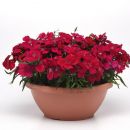gvozdika-kitajskaya-dianthus-chinensis-f1-corona-cherry-red-50sht-drazhe.jpg