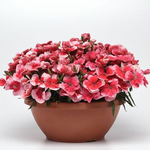 Гвоздика китайская (Dianthus chinensis F1) Corona Strawberry, 50 драже