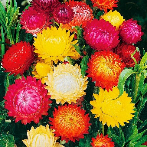 Гелихризум прицветниковый (Helichrysum bracteatum) Swiss Giants, 5г семян