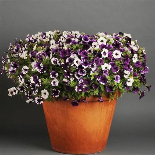 Петуния ампельная (Petunia trayling F1) Shock Wave Purple Tie Dye, 50 драже