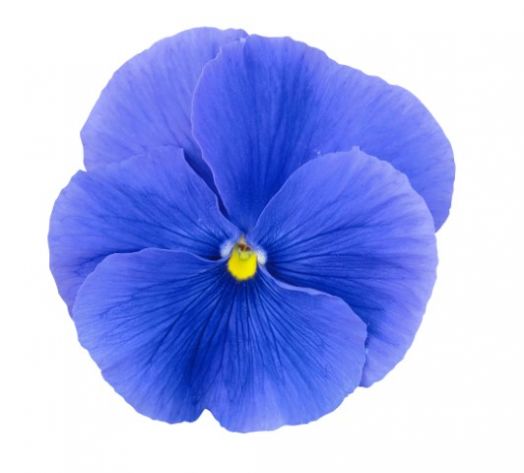 Виола виттрока (Viola wittrockiana) Premier True Blue, 100 семян