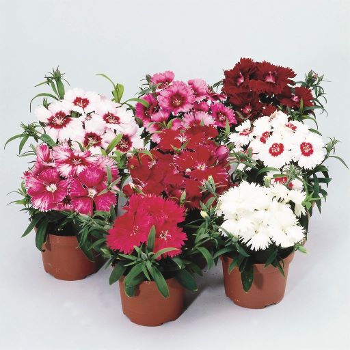 Гвоздика китайская (Dianthus chinensis F1) Diana full mixture, 50 драже
