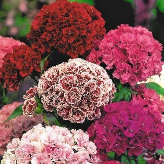 Гвоздика турецкая (Dianthus barbatus) Pinocchio Mix, 1г семян