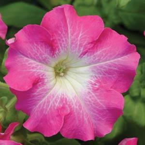Петуния крупноцветковая (Petunia grandiflora F1) Dreams Rose Morn, 250 драже