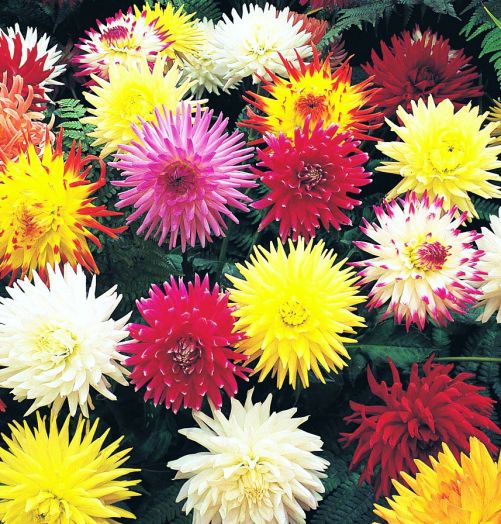 Георгина изменчивая (Dahlia variabilis) Cactus flowered Hybrids mixed, 2,5г семян