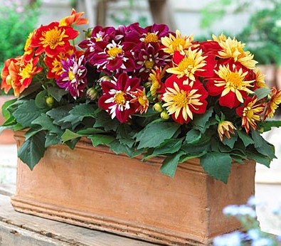 Георгина изменчивая (Dahlia variabilis) Dandy Mixed, 2,5г семян