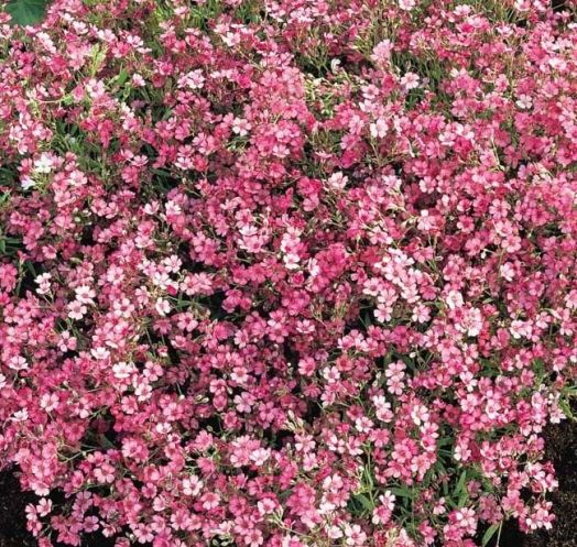 Гипсофила изящная (Gypsophila elegans) Rose, 1г семян