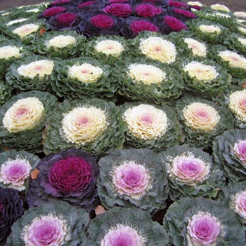 Капуста декоративная (Brassica oleraceae) Osaka Mix, 50 семян