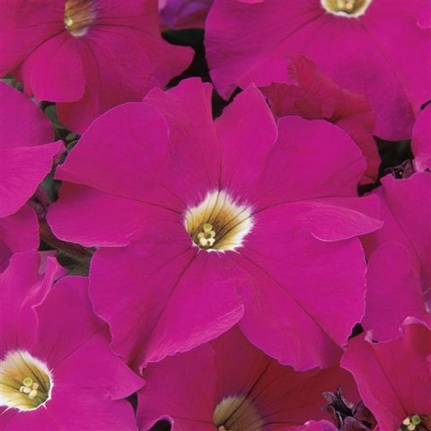 Петуния крупноцветковая (Petunia grandiflora F1) Dreams Neon Rose, 250 драже