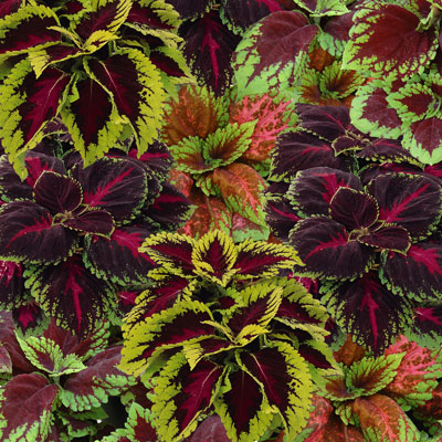 Колеус гибридный (Coleus x hybrida) Kong Mix Empire, 25 драже