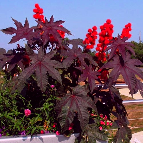Клещевина обыкновенная (Ricinus communis) Gibsonii (Гибзонская), 10г семян