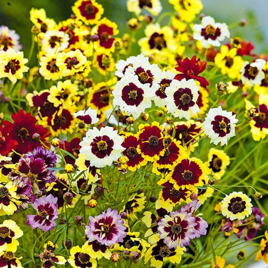 Кореопсис гибридный (Coreopsis x hybrida) Mix, 1г семян