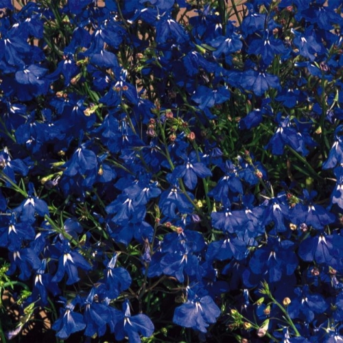 Лобелия еринус (Lobelia erinus) Riviera Marine Blue, 100 мультидраже