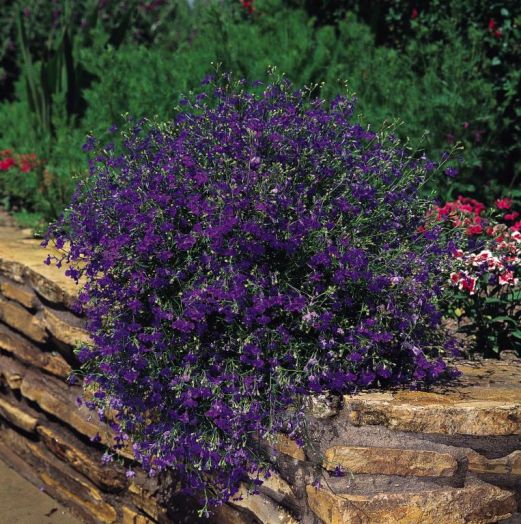 Лобелия еринус ампельная (Lobelia erinus) Regatta Midnight Blue, 100 мультидраже