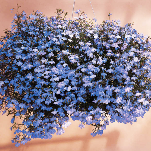 Лобелия еринус ампельная (Lobelia erinus) Regatta Sky Blue, 100 мультидраже