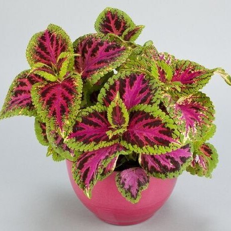 Колеус гибридный (Coleus hybrida) Superfine Rainbow Color Pride, 100 семян