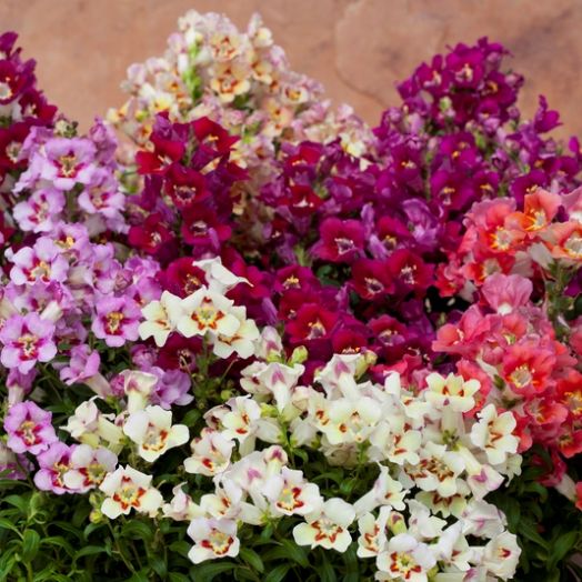 Львиный зев (Antirhinum majus) Antiquity Mix, 100 семян