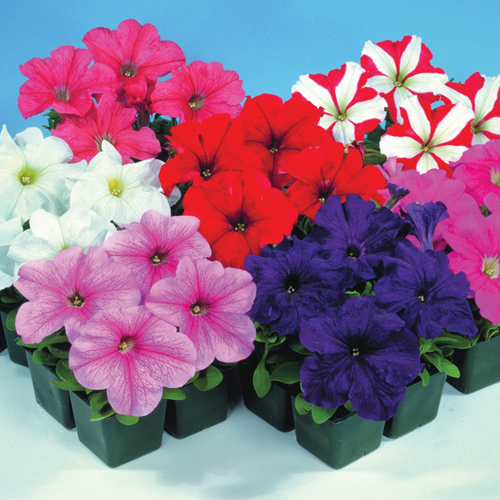 Петуния крупноцветковая (Petunia grandiflora F1) Falcon Mix, 250 драже