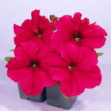 Петуния крупноцветковая (Petunia grandiflora F1) Falcon Deep Rose, 250 драже