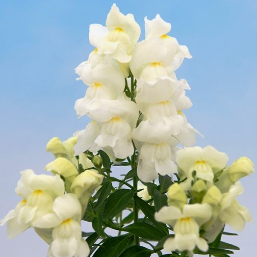 Львиный зев (Antirhinum majus F1) Snappy white, 100 семян