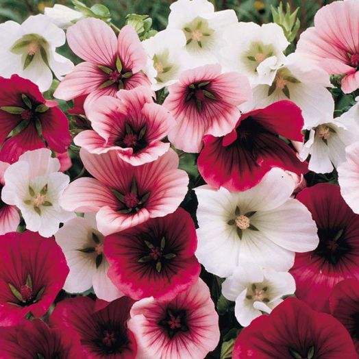 Малопа трёхнадрезная (Malope trifida) Mix, 2,5г семян