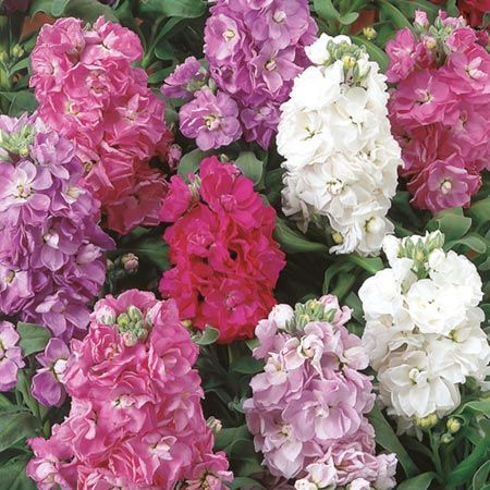 Маттиола седая (Matthiola incana) Harmony Mix, 250 семян
