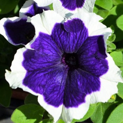 Петуния крупноцветковая (Petunia grandiflora F1) Hulahoop Blue, 250 драже
