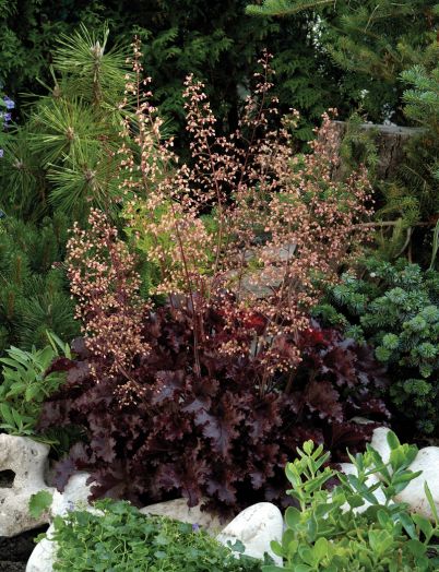 Гейхера мелкоцветковая (Heuchera micrantha) Melting Fire, 100 драже