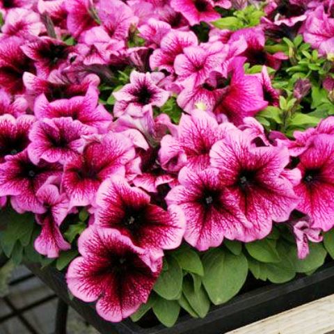 Петуния крупноцветковая (Petunia grandiflora F1) Limbo plum, 100 драже