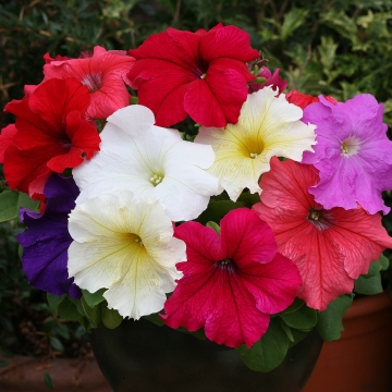 Петуния крупноцветковая (Petunia grandiflora F1) Prism Mix, 250 драже