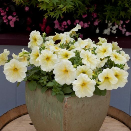 Петуния крупноцветковая (Petunia grandiflora F1) Prism Sunshine, 250 драже