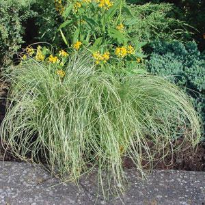 Осока власовидная (Carex comans) Amazon Mist, 10 мультидраже