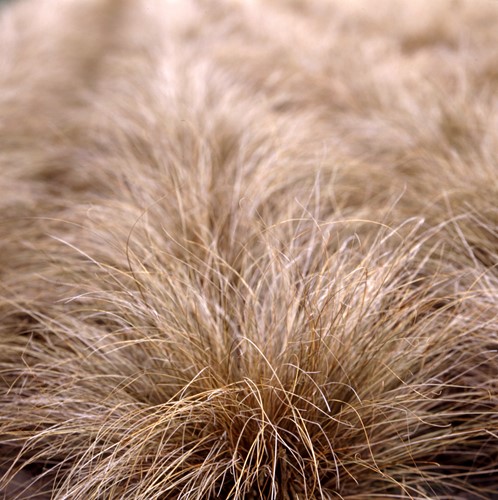 Осока власовидная (Carex comans) Bronze Curls, 100 семян