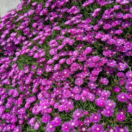 Делосперма Купера (Delosperma cooperi) Table Mountain, 50 драже