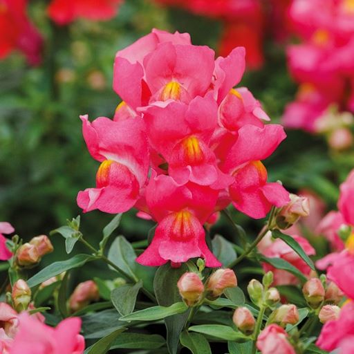 Львиный зев (Antirhinum majus F1) Snappy rose, 100 семян