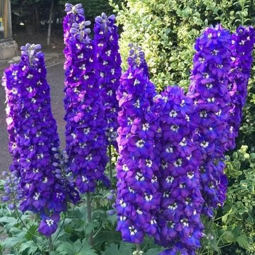 Дельфиниум высокий (Delphinium elatum) Magic Fountains Dark Blue White Bee, 100 семян