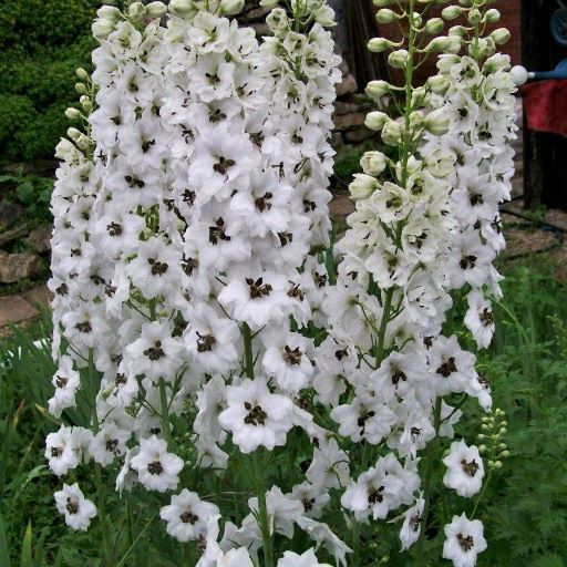 Дельфиниум высокий (Delphinium elatum) Magic Fountains White Dark Bee, 100 семян