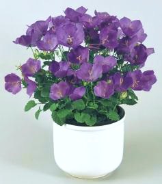Колокольчик карпатский (Campanula carpatica) Pearl Deep Blue, 50 драже