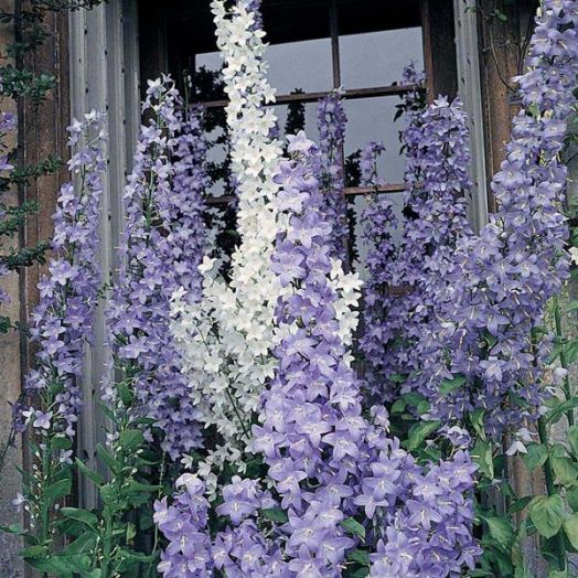 Колокольчик пирамидальный (Campanula pyramidalis) Mix, 0,5г семян