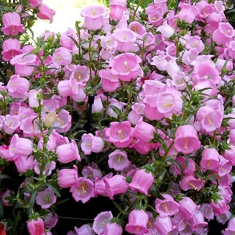 Колокольчик средний (Campanula medium) Pink, 0,5г семян