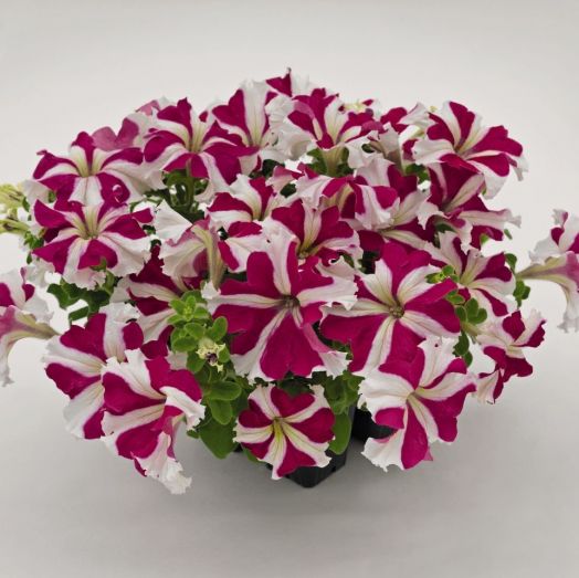 Петуния крупноцветковая (Petunia grandiflora F1) Success! 360° Rose Star, 100 драже