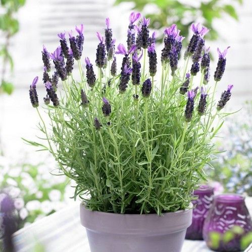 Лаванда стэхадская (Lavandula stoechas) Sancho Panza, 100 семян