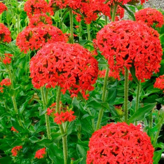 Лихнис халцедонский (Lychnis chalcedonica), 0,5г семян