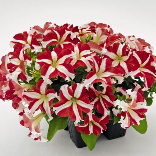 Петуния крупноцветковая (Petunia grandiflora F1) Success! 360° Red Star, 100 драже